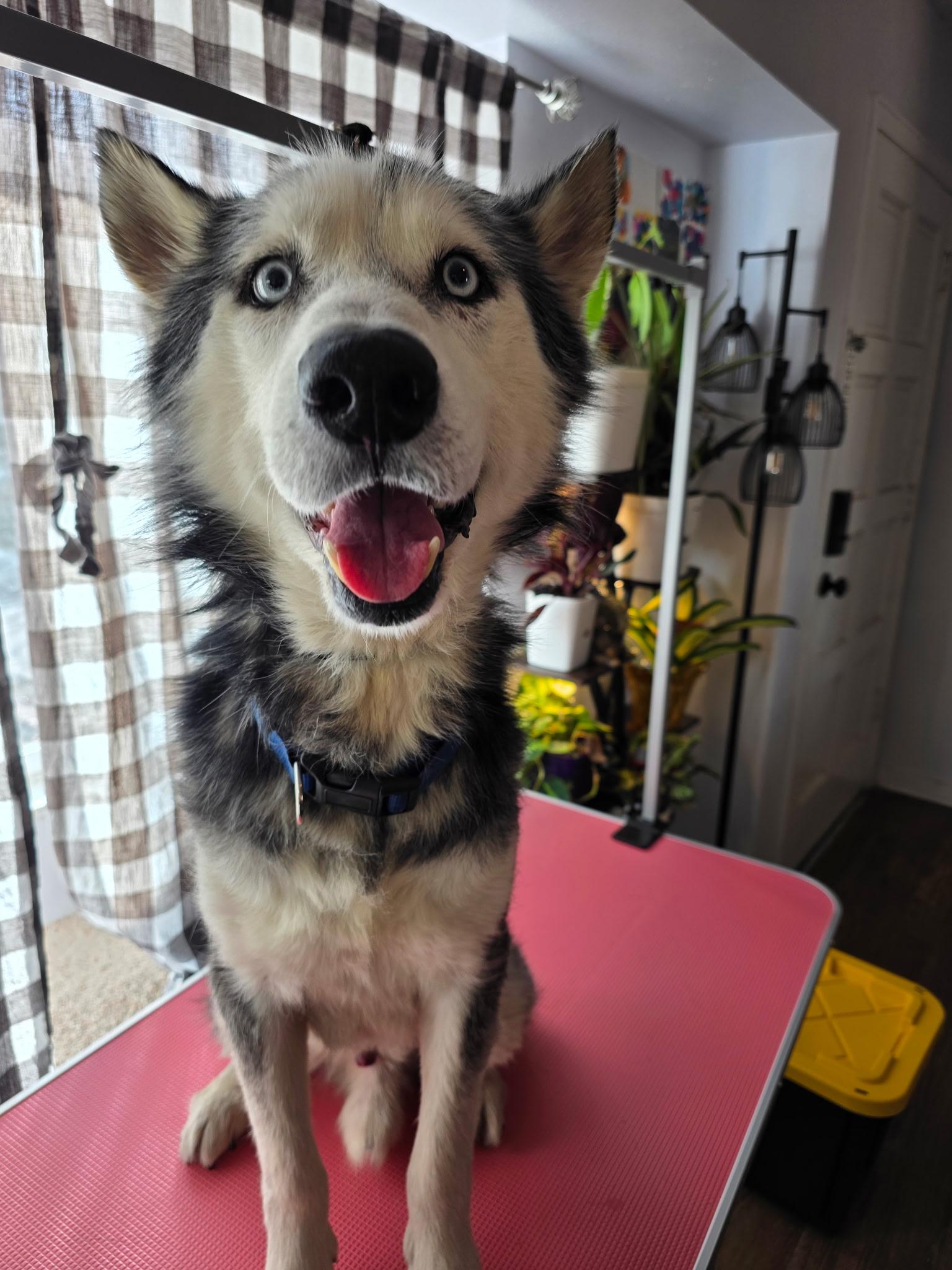 Enlarge Gandalf, a ADOPTABLE mixed breed in Colorado Springs, CO image 2/3