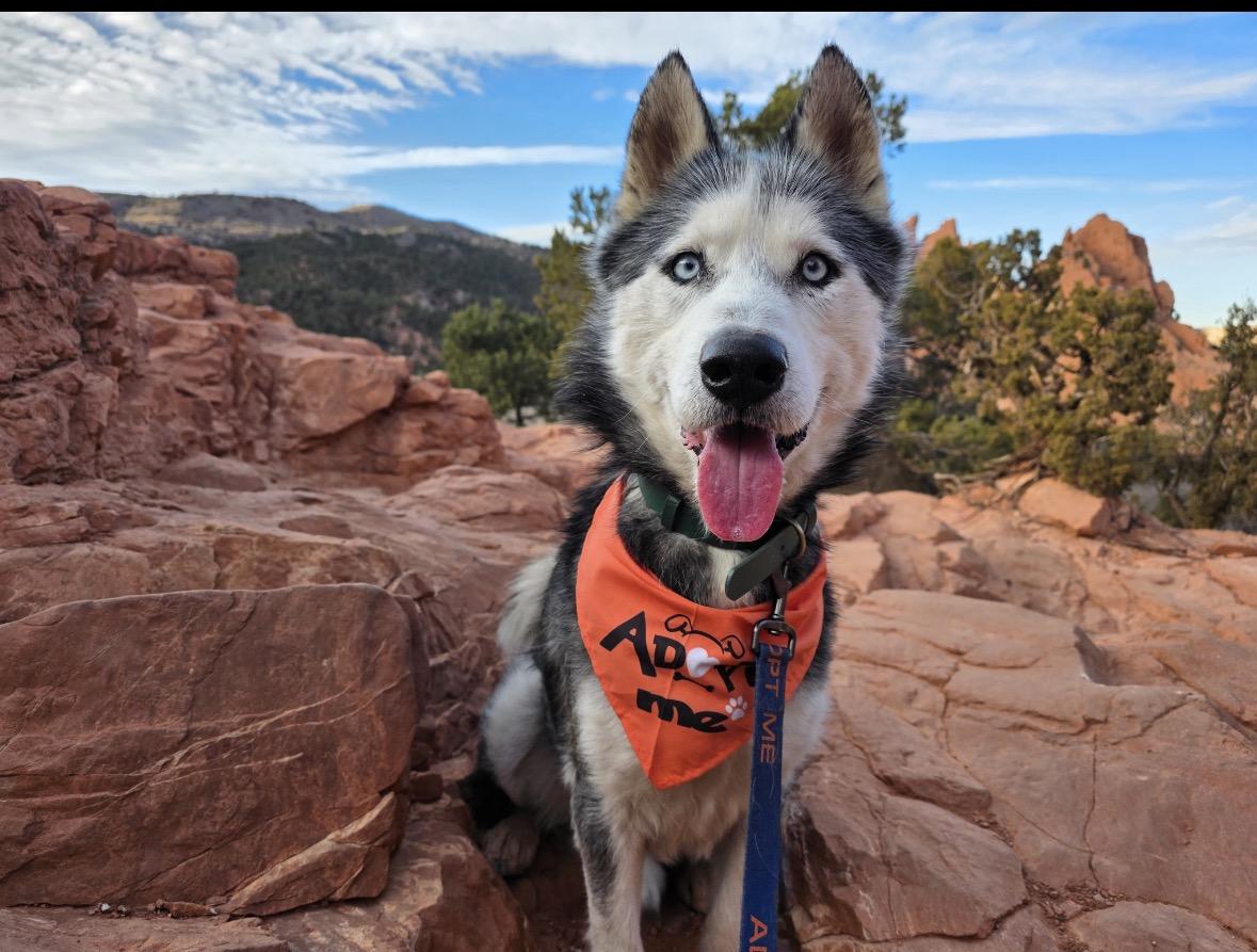 Enlarge Gandalf, a ADOPTABLE mixed breed in Colorado Springs, CO image 1/3