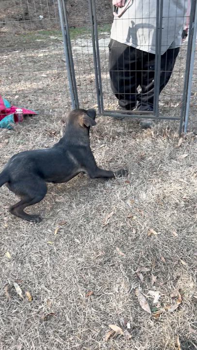 Enlarge JETT, a ADOPTABLE mixed breed in Fosters, AL video 6/6