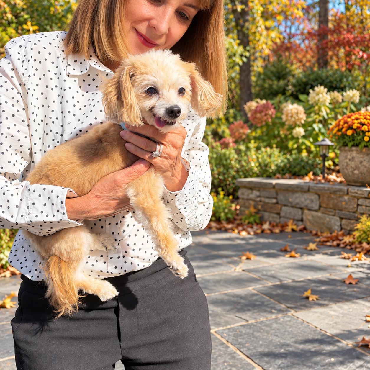 Enlarge Pippa, a Adoptable Maltipoo in POTOMAC, MD image 2/4