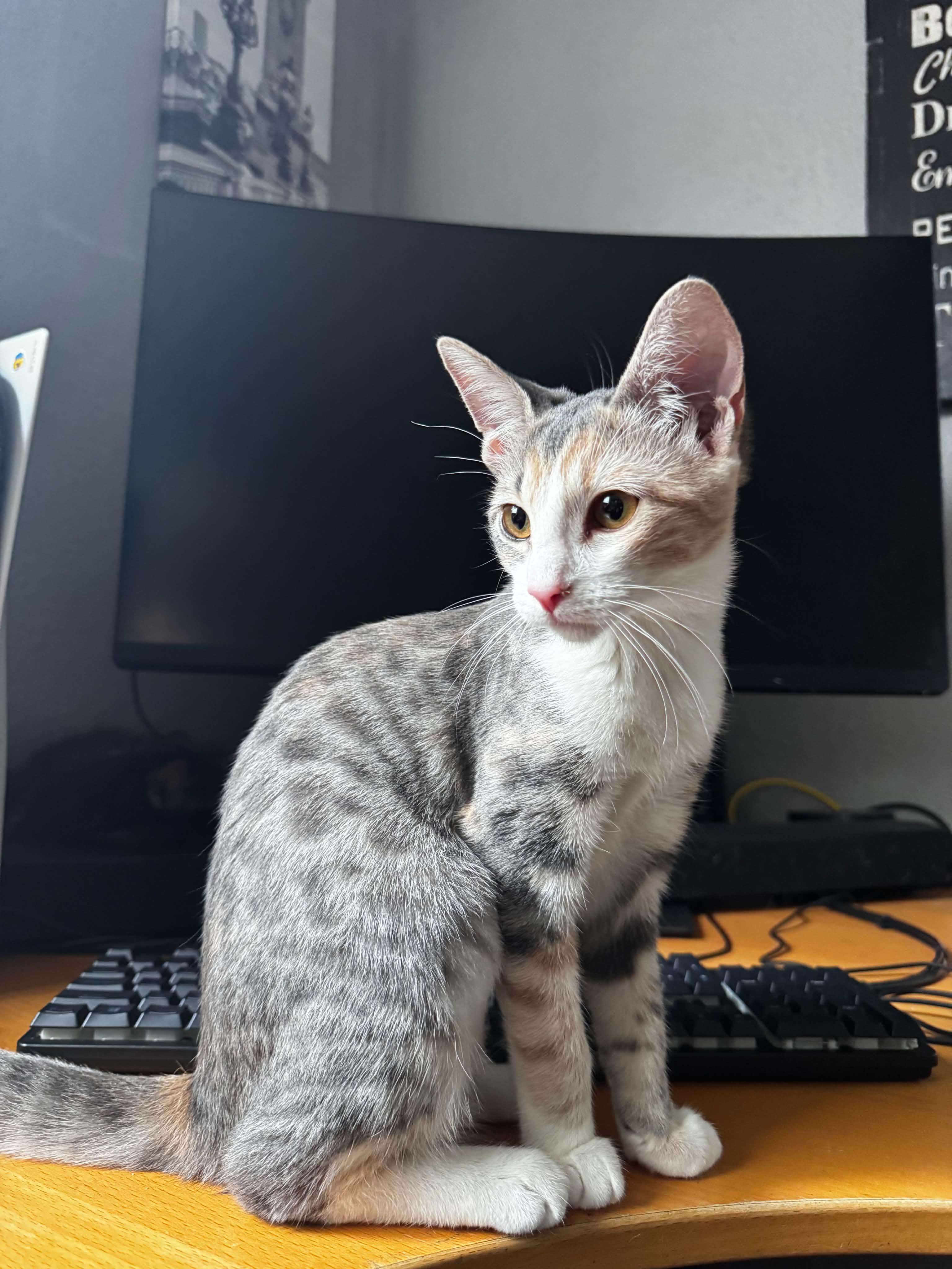 Callie, Adoptable, Kitten Female Domestic Short Hair.