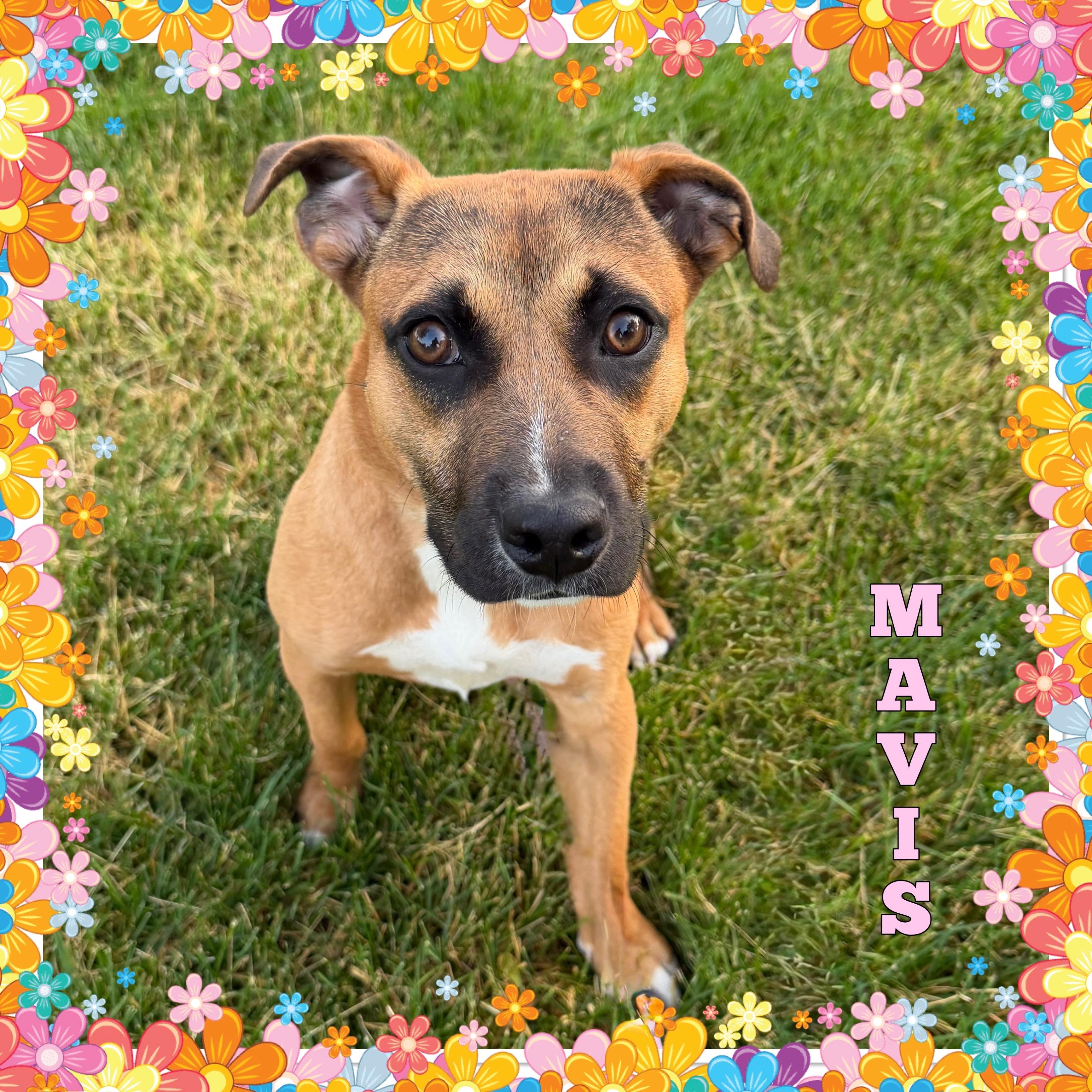 Mavis, adopted, Young Female Hound.