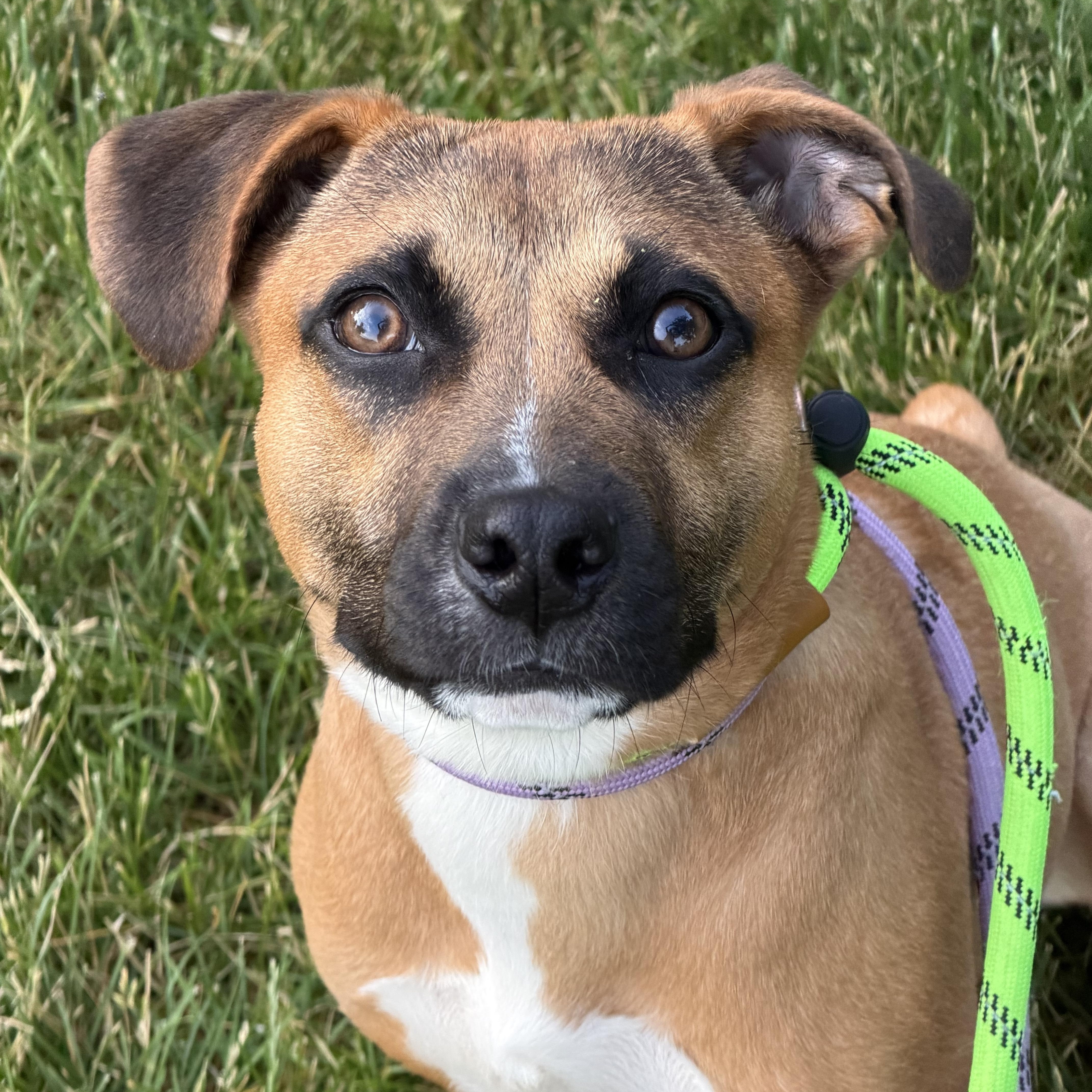 Mavis, an adopted mixed breed in Mokena, IL image 2/2
