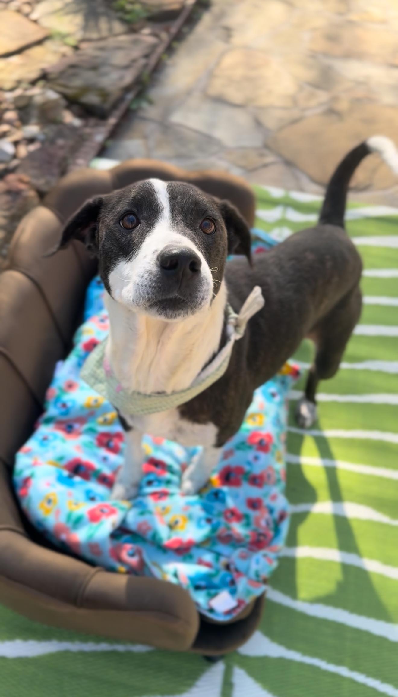 Starlight, Adoptable, Adult Female Mountain Cur & American Staffordshire Terrier.