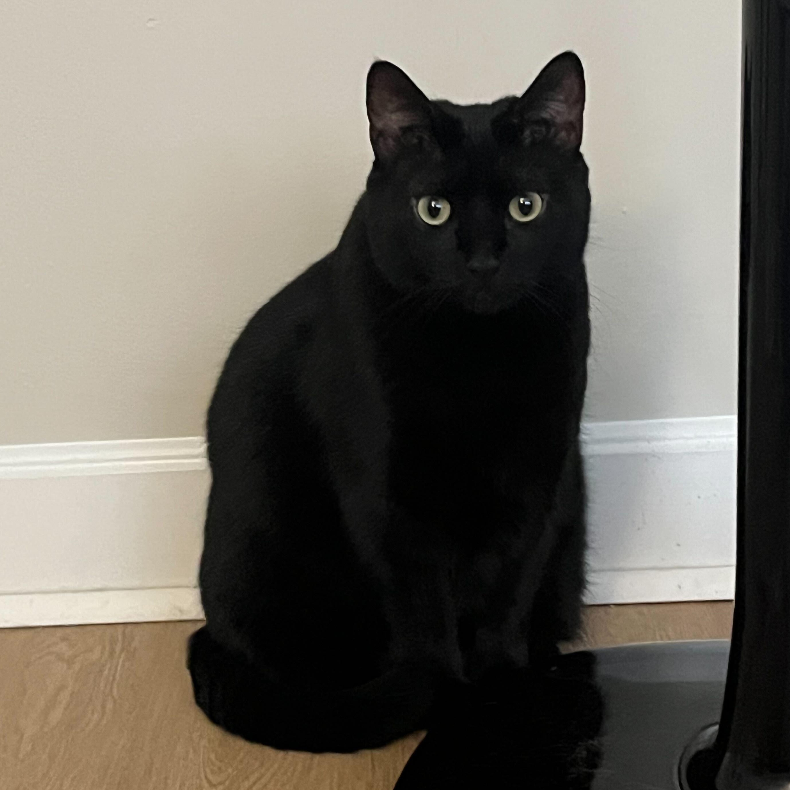 Enlarge Smeagle & Artemis, a ADOPTABLE Domestic Short Hair in Waltham, MA image 5/5