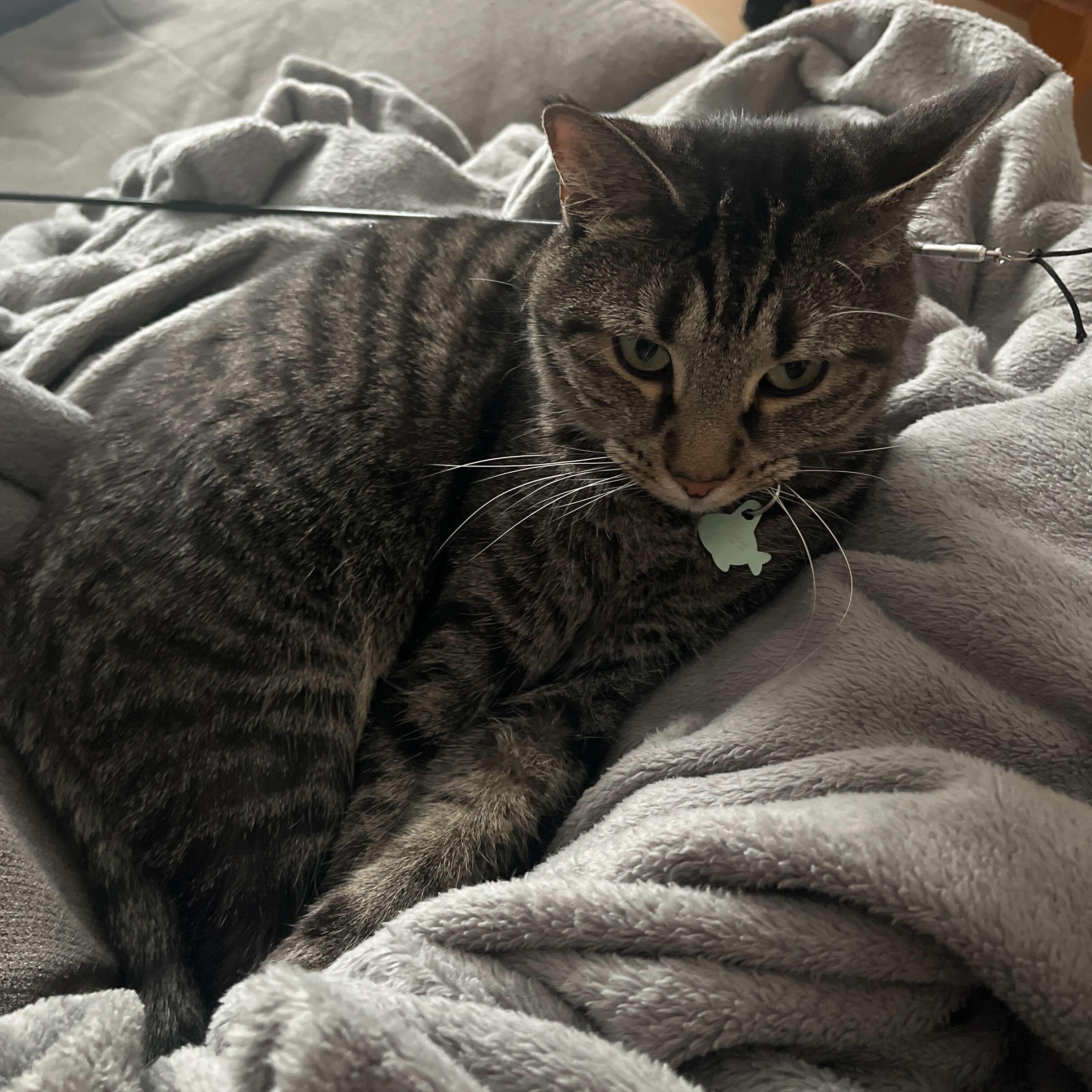 Enlarge Smeagle & Artemis, a ADOPTABLE Domestic Short Hair in Waltham, MA image 2/5