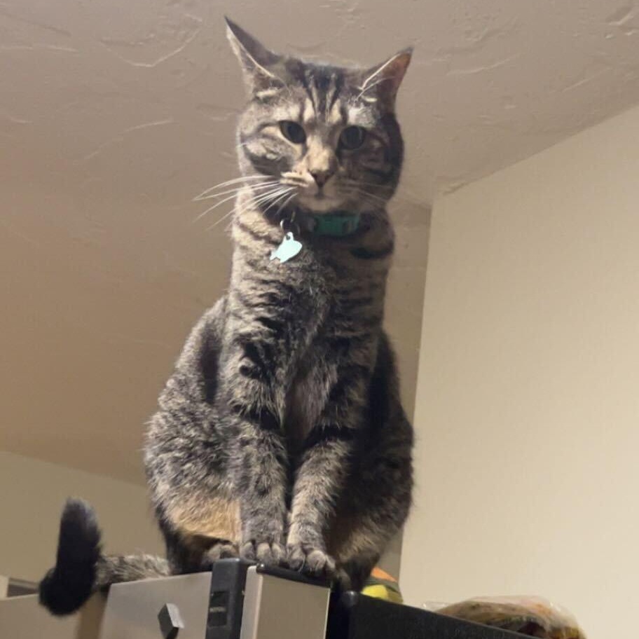 Enlarge Smeagle & Artemis, a ADOPTABLE Domestic Short Hair in Waltham, MA image 4/5