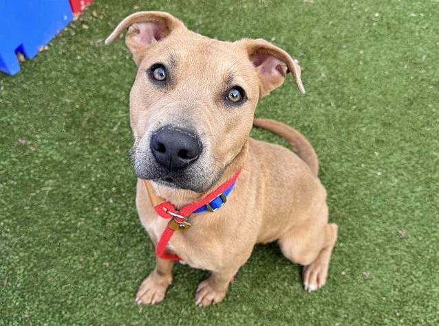 PEARL, Adoptable, Young Female Pit Bull Terrier.