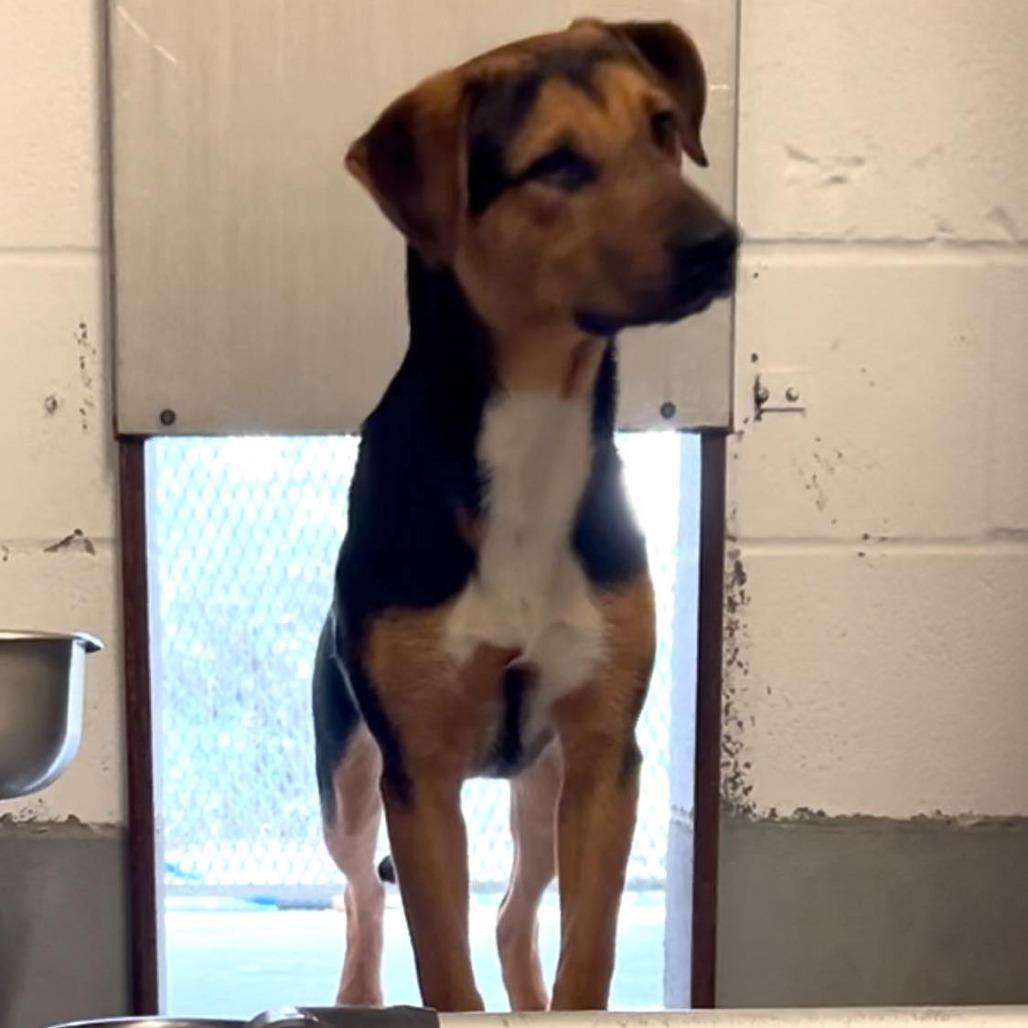 Enlarge Sable, a Adoptable mixed breed in Weatherford, TX image 1/6