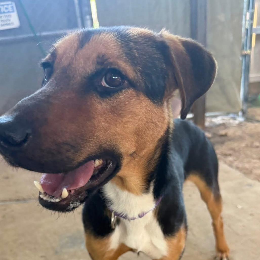 Enlarge Sable, a Adoptable mixed breed in Weatherford, TX image 2/6