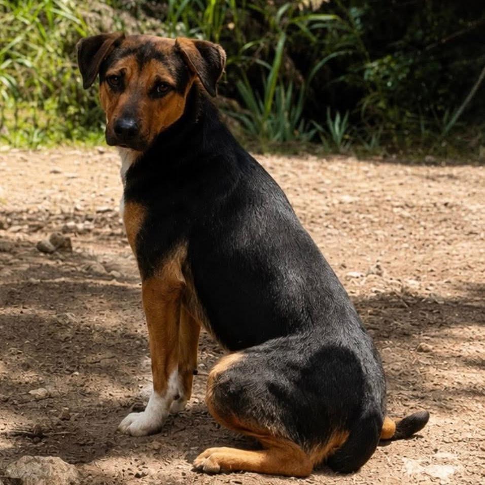 Enlarge Sable, a Adoptable mixed breed in Weatherford, TX image 3/6