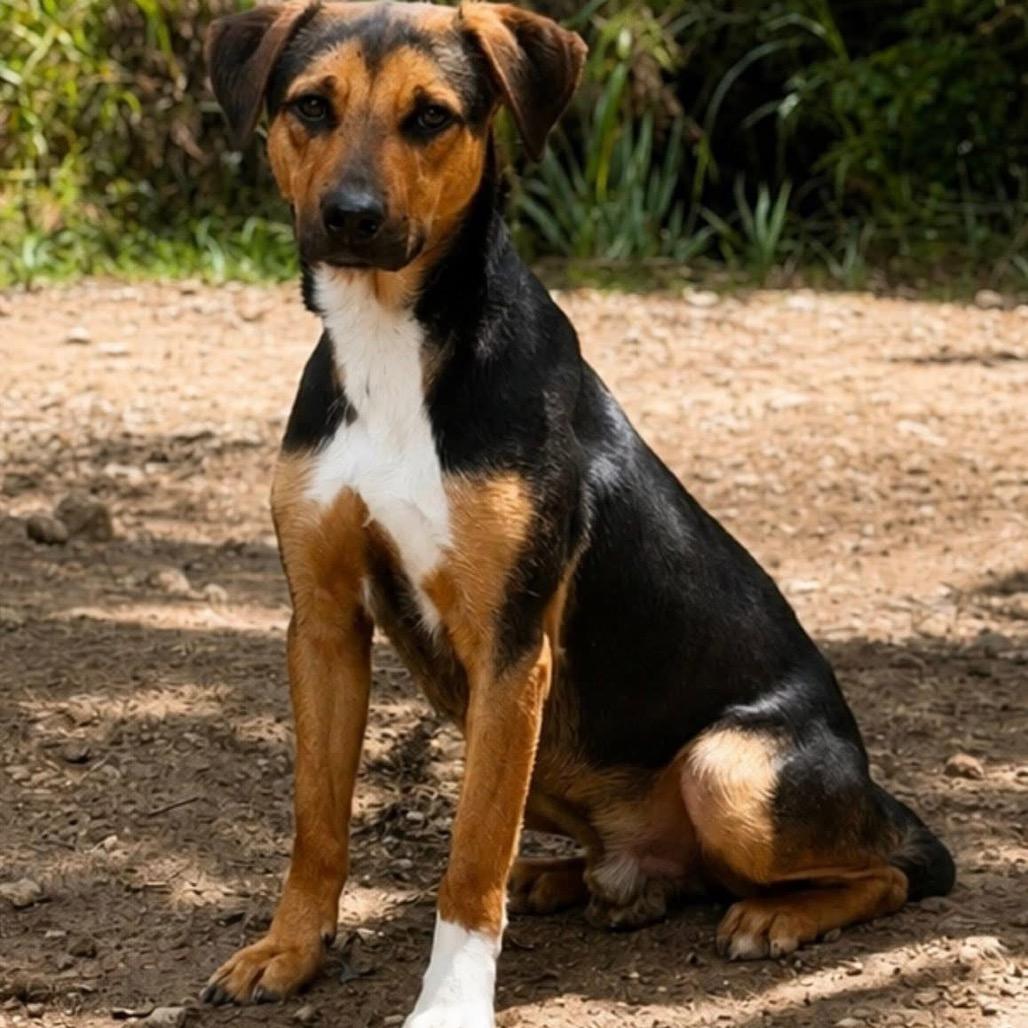 Enlarge Sable, a Adoptable mixed breed in Weatherford, TX image 4/6
