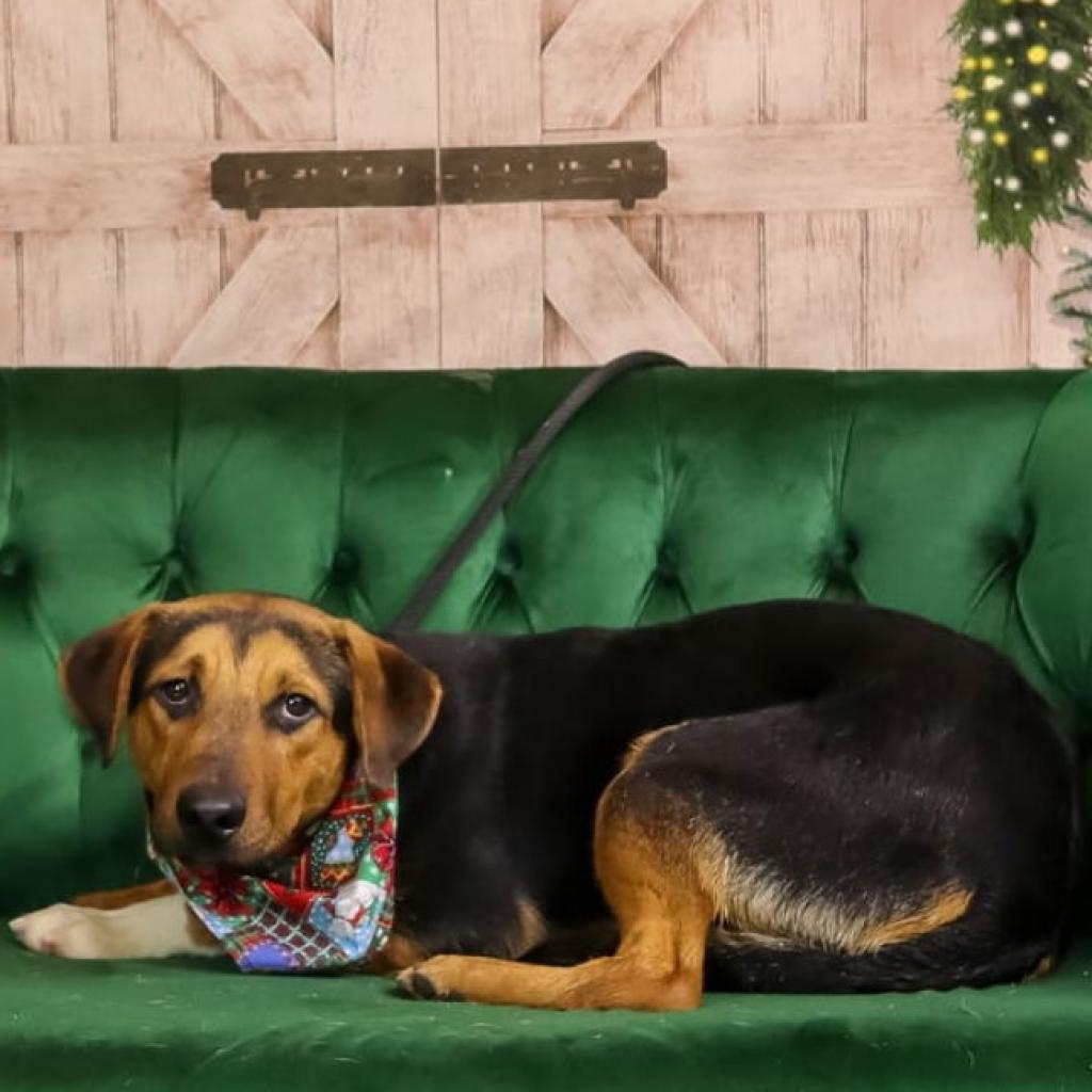 Enlarge Sable, a Adoptable mixed breed in Weatherford, TX image 5/6