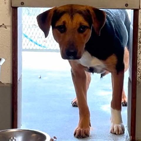 Enlarge Sable, a Adoptable mixed breed in Weatherford, TX image 6/6