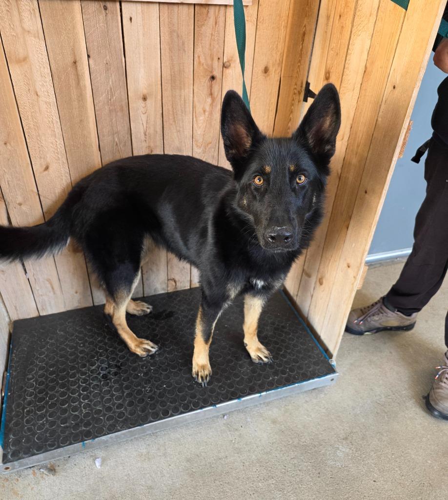 Tracey, Adoptable, Young Female Shepherd.