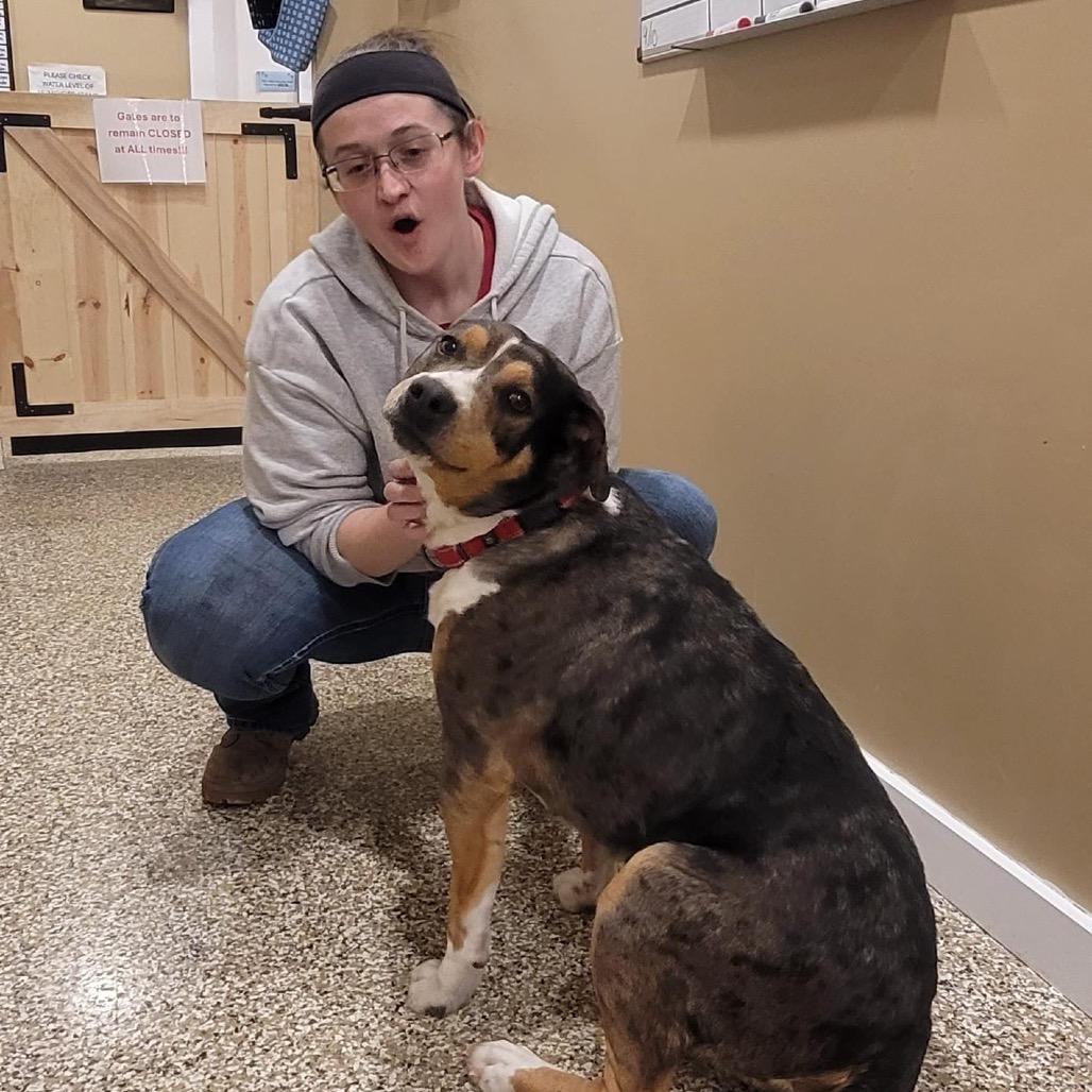 Nola, Adoptable, Adult Female Catahoula Leopard Dog & Mixed Breed.