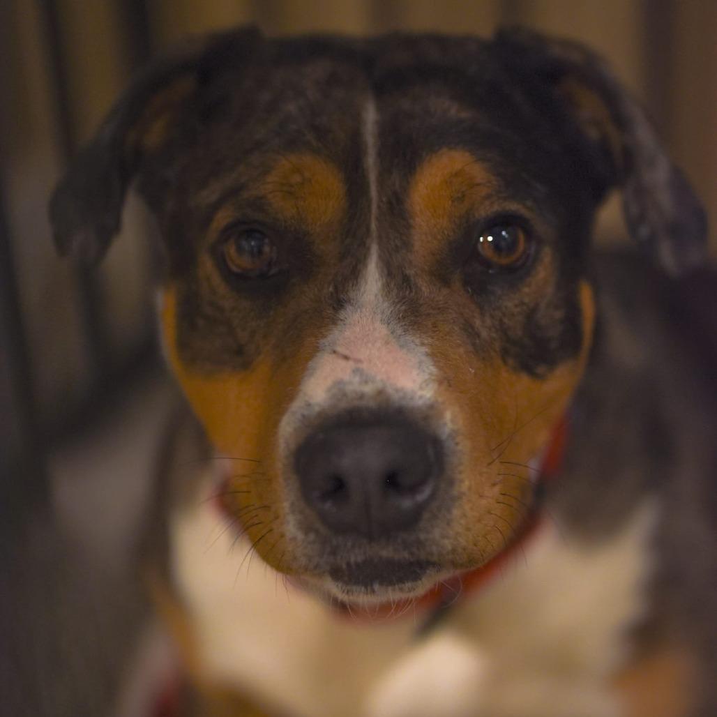 Enlarge Nola, a Adoptable mixed breed in Tipton, IN image 2/6