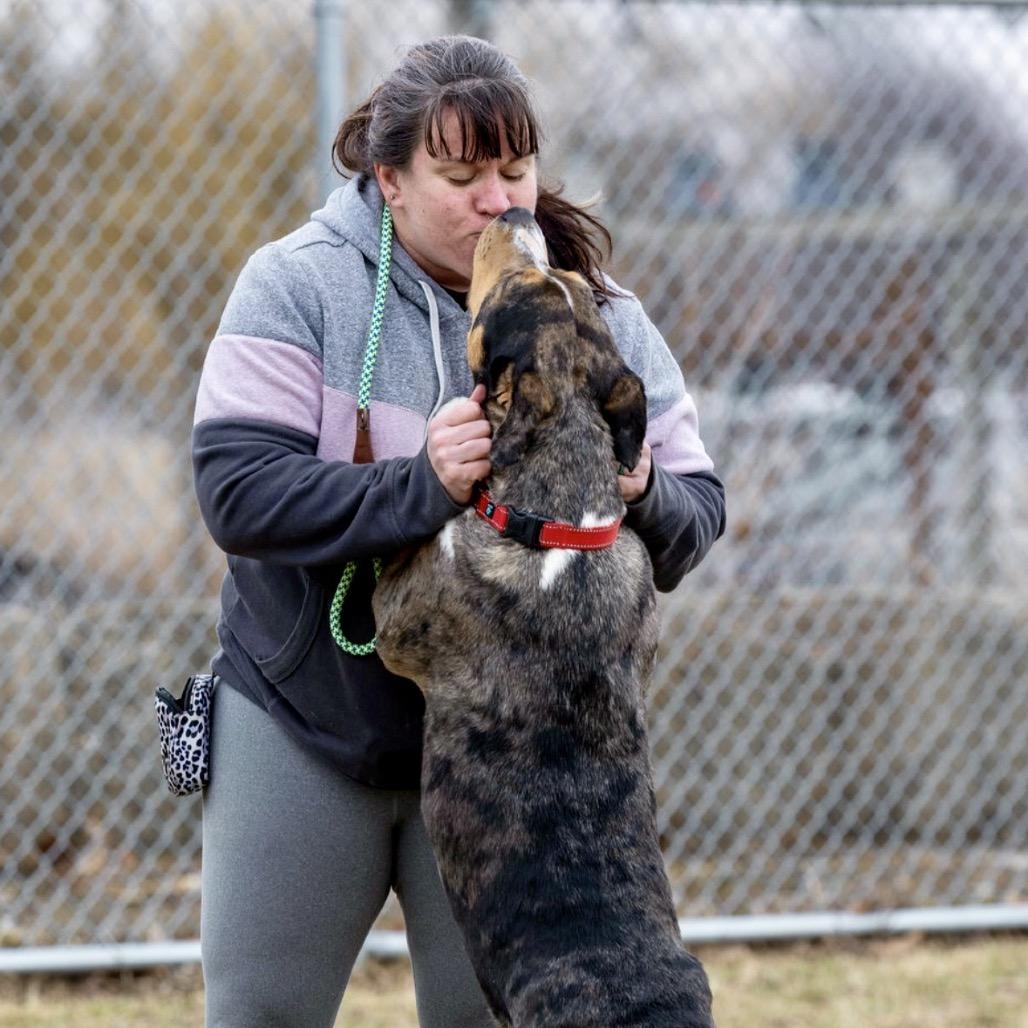 Enlarge Nola, a Adoptable mixed breed in Tipton, IN image 3/6