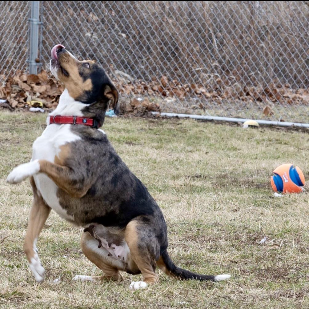Enlarge Nola, a Adoptable mixed breed in Tipton, IN image 4/6