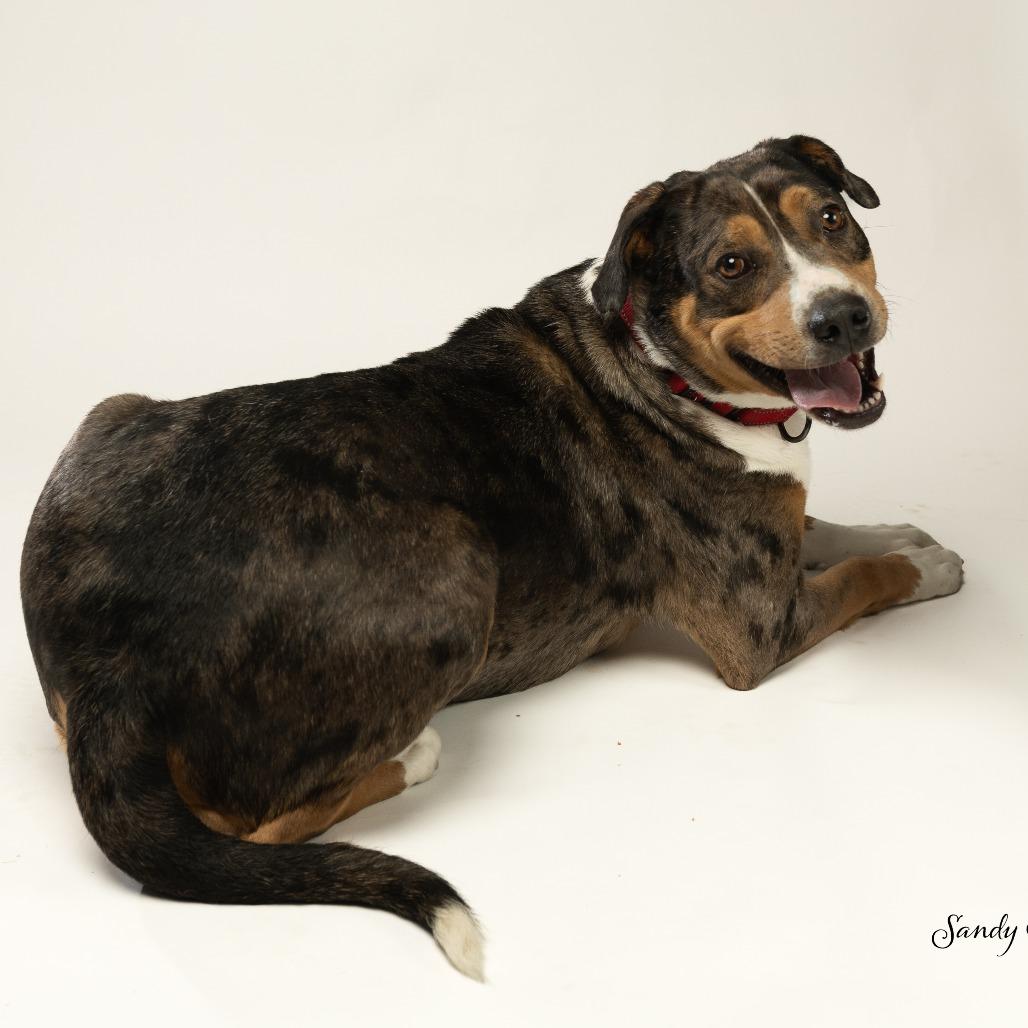 Enlarge Nola, a Adoptable mixed breed in Tipton, IN image 5/6