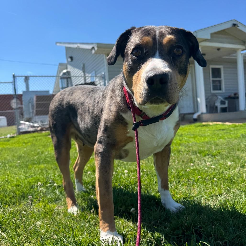 Enlarge Nola, a Adoptable mixed breed in Tipton, IN image 5/6