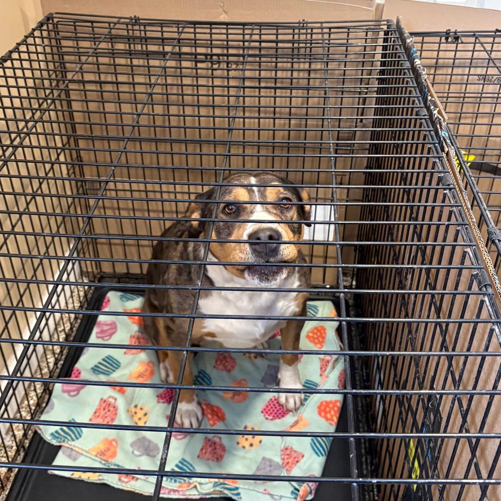 Enlarge Nola, a Adoptable mixed breed in Tipton, IN image 6/6