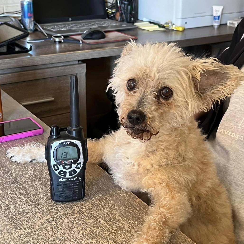Nemo, Adoptable, Senior Male Terrier & Poodle.