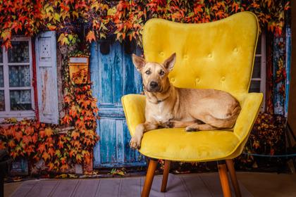 Jobi - PENDING, a Adoptable mixed breed in Kingwood, TX image 1/3