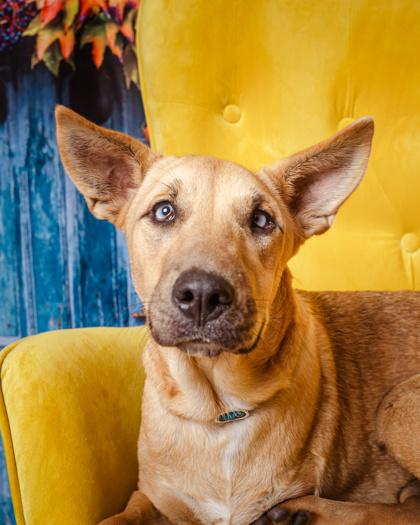 Jobi - PENDING, a Adoptable mixed breed in Kingwood, TX image 2/3