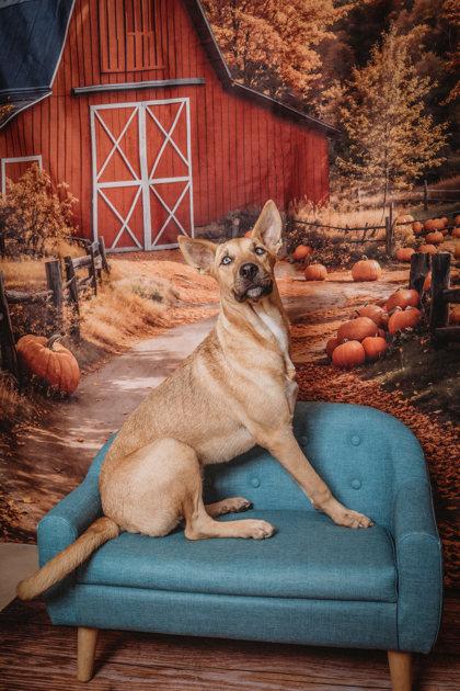 Jobi - PENDING, a Adoptable mixed breed in Kingwood, TX image 3/3