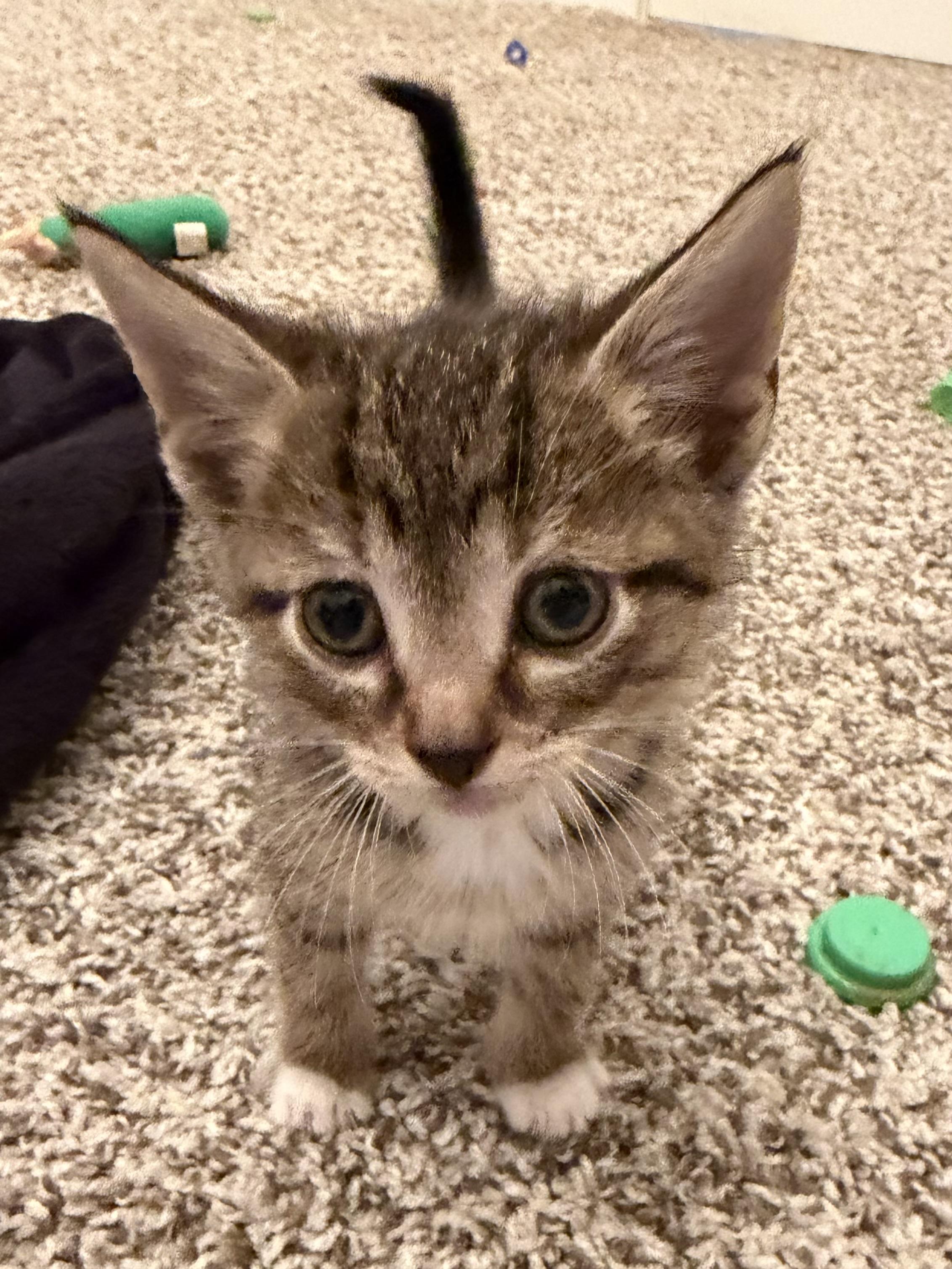 Enlarge Pretzel, a Adoptable mixed breed in Sellersburg, IN image 1/2