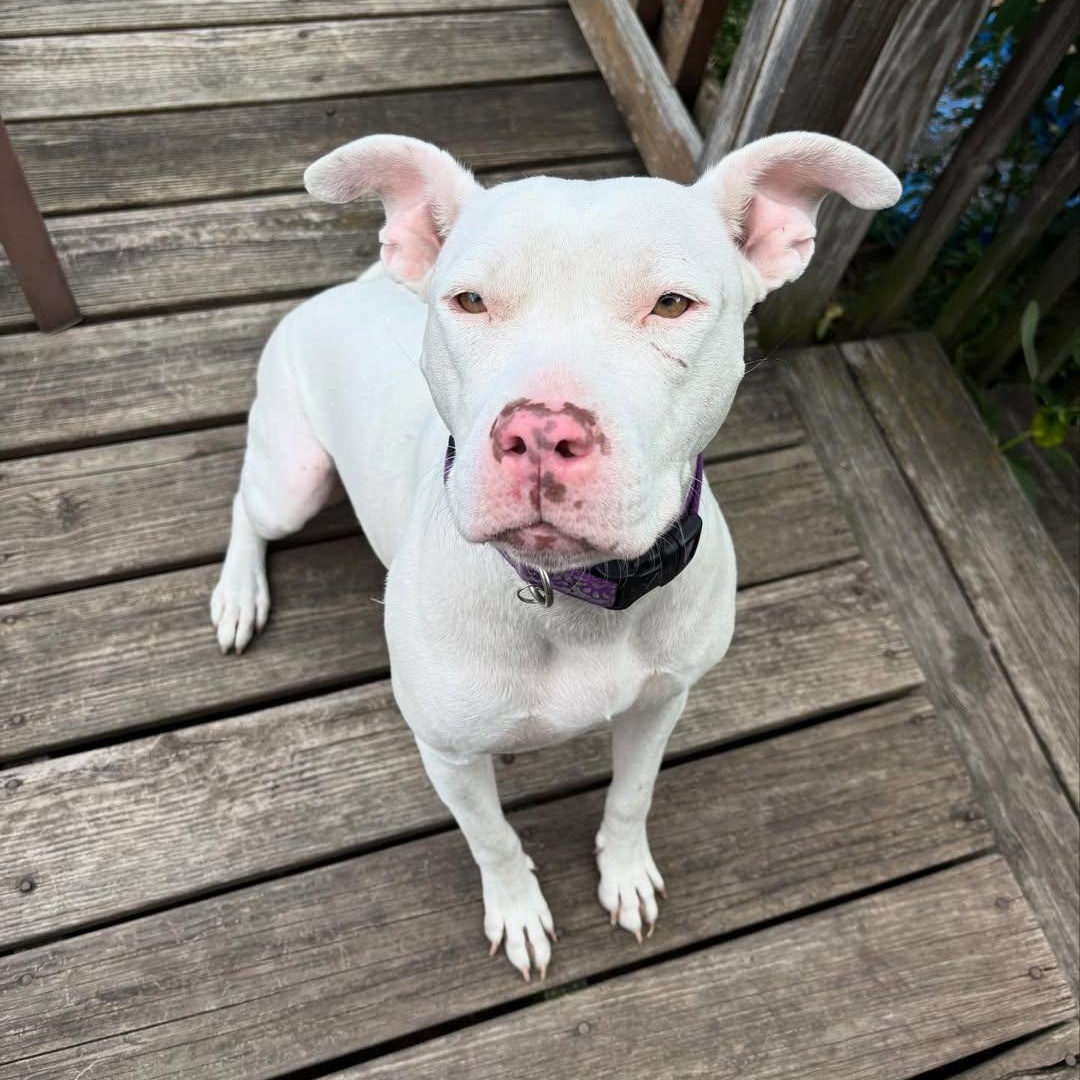 Luna