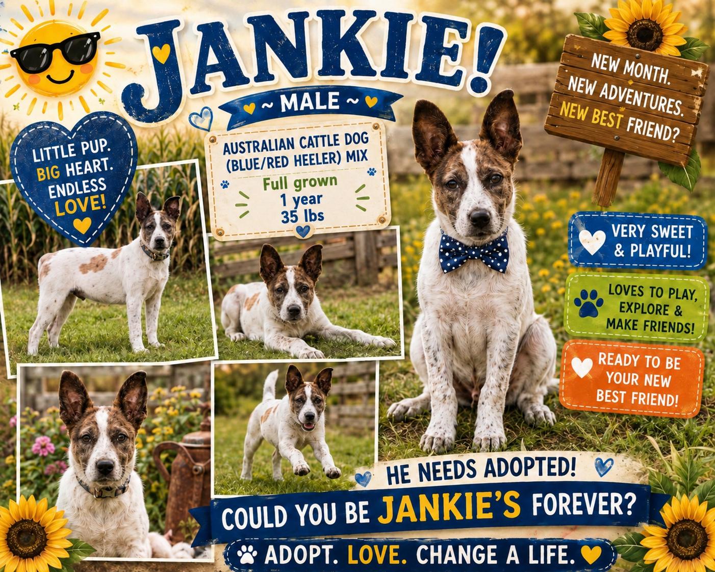 Enlarge JANKIE, a Adoptable mixed breed in Jackson, TN image 1/1
