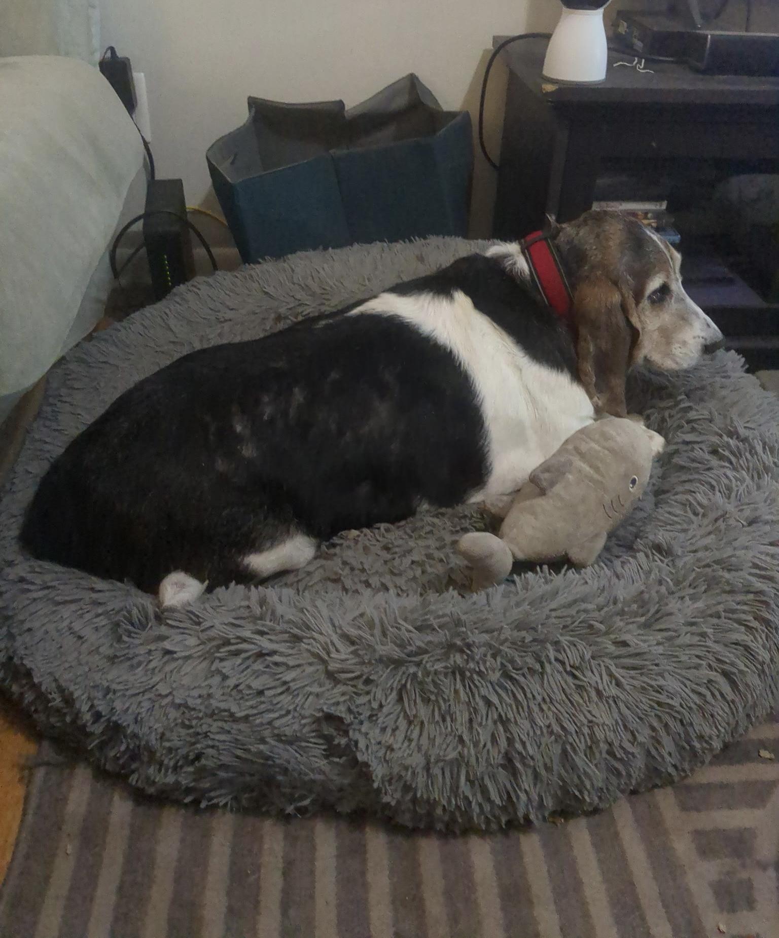 Enlarge Butters, a ADOPTABLE Basset Hound in Auburndale, FL image 3/3