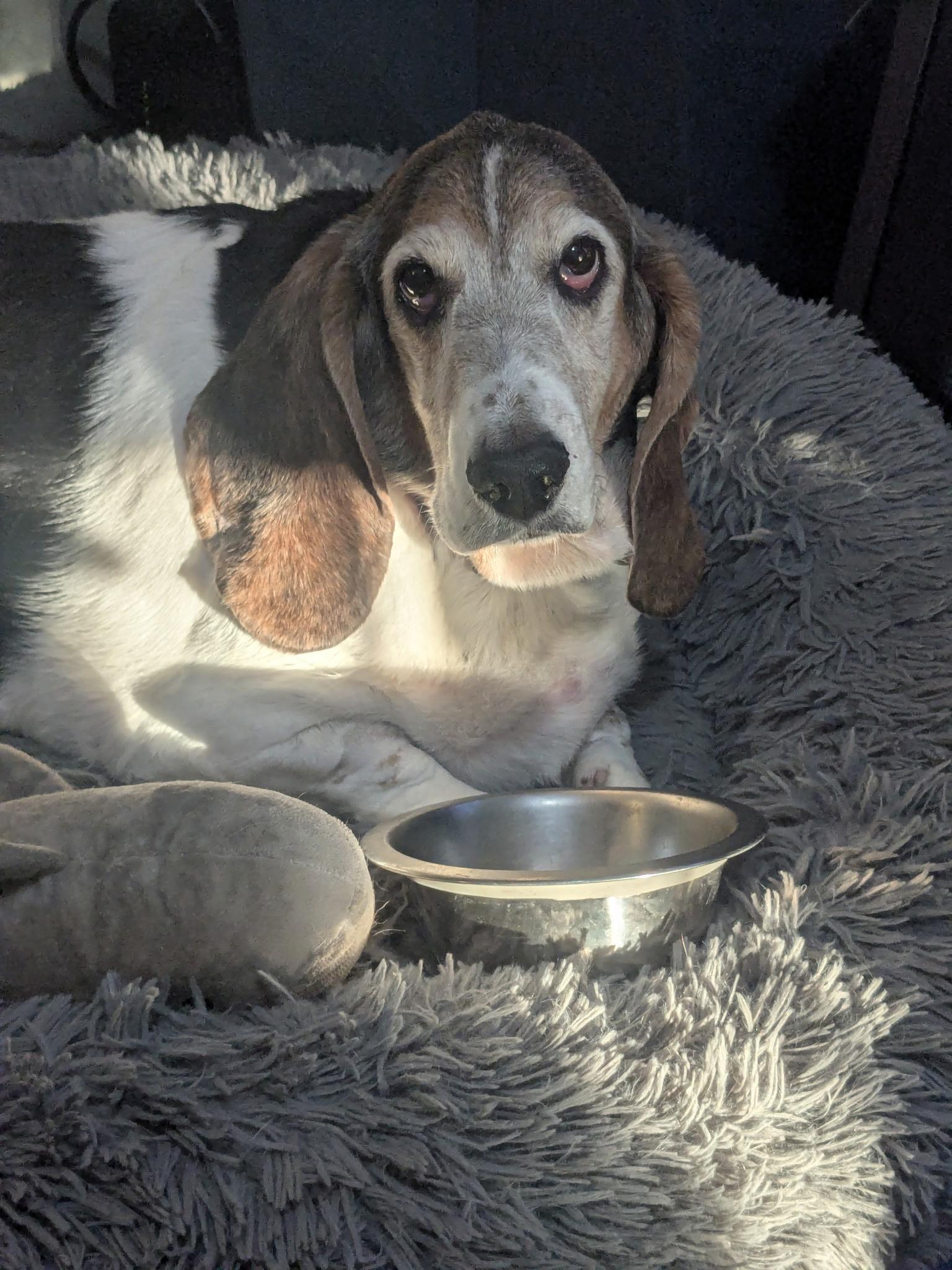 Butters, ADOPTABLE, Senior Male Basset Hound.