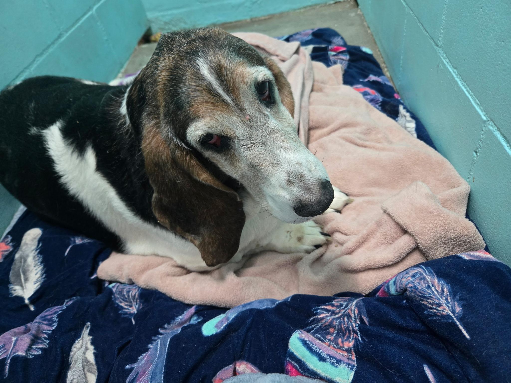 Enlarge Butters, a ADOPTABLE Basset Hound in Auburndale, FL image 2/3