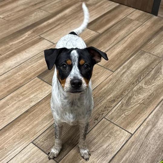 Carter, a Adoptable mixed breed in Wimberley, TX image 1/6