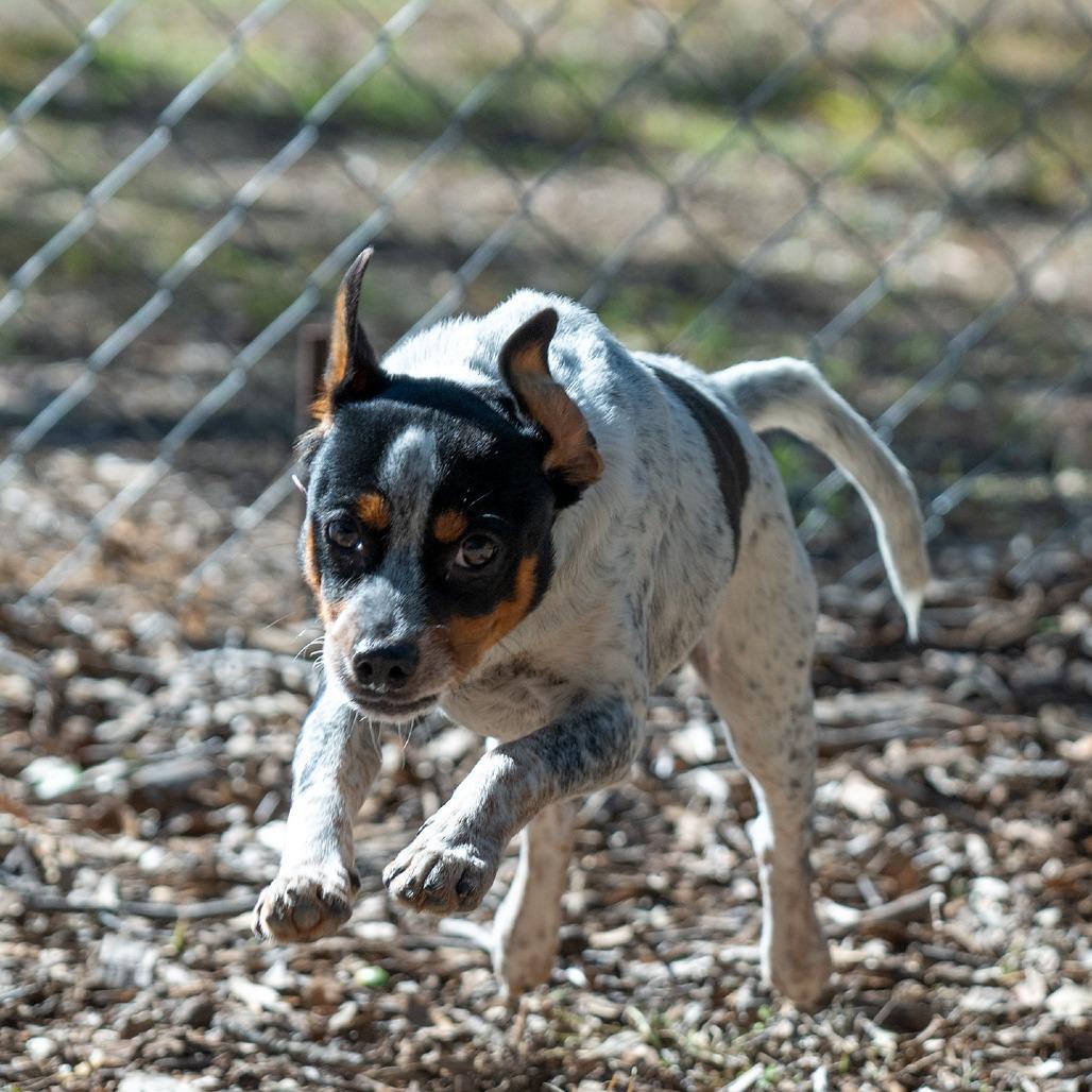 Carter, a Adoptable mixed breed in Wimberley, TX image 3/6