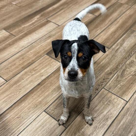 Carter, a Adoptable mixed breed in Wimberley, TX image 4/6