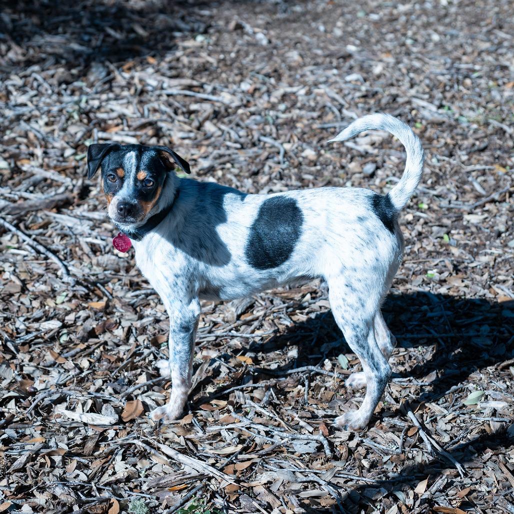 Enlarge Carter, a Adoptable mixed breed in Wimberley, TX image 2/6