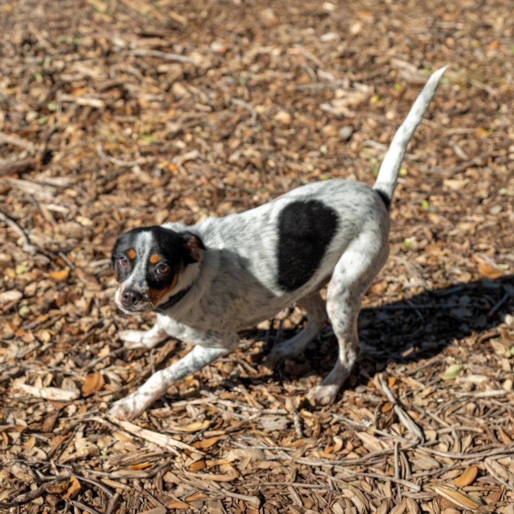 Enlarge Carter, a Adoptable mixed breed in Wimberley, TX image 4/6
