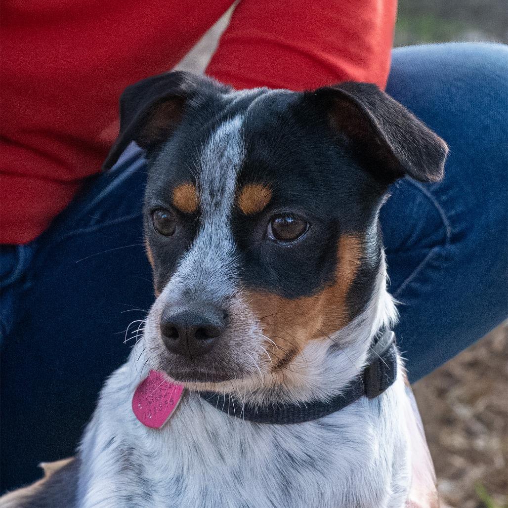 Enlarge Carter, a Adoptable mixed breed in Wimberley, TX image 5/6