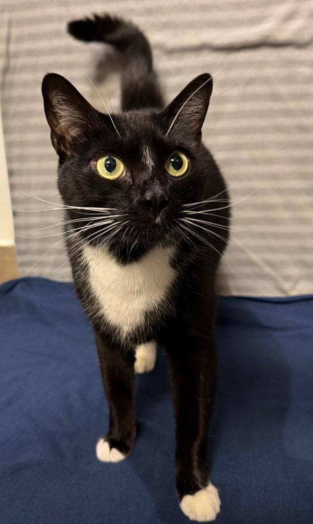 Raptor, a Adoptable Domestic Short Hair in Ocala, FL image 2/3