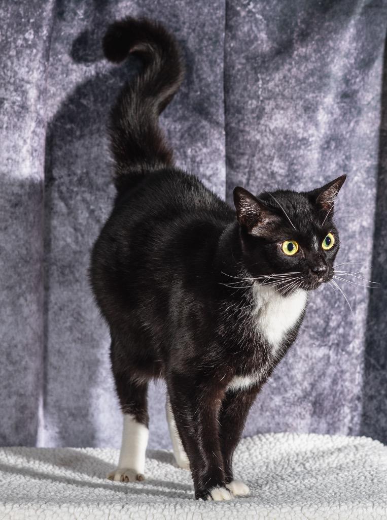 Raptor, a Adoptable Domestic Short Hair in Ocala, FL image 3/3