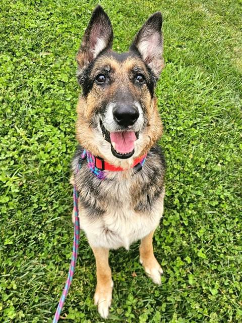 Enlarge RAYMOND, a Adoptable German Shepherd Dog in Sacramento, CA image 1/1