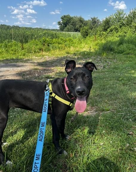 Enlarge Gloria, a Adoptable mixed breed in Albany, NY image 4/6