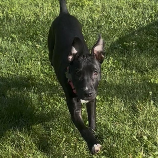 Gloria, Adoptable, Puppy Female Pit Bull Terrier.