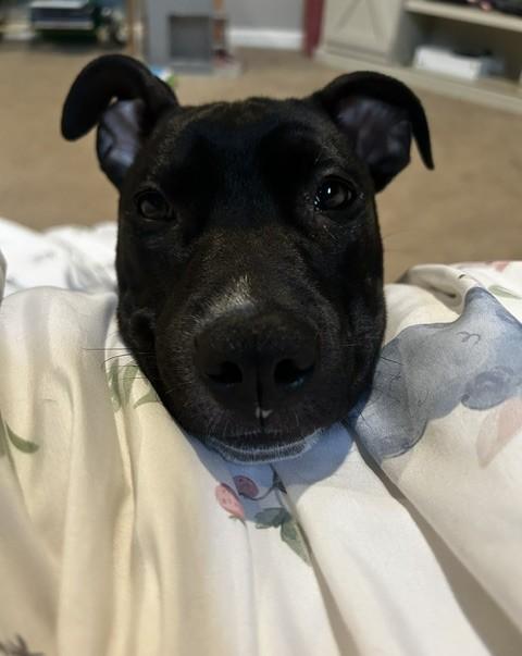 Enlarge Gloria, a Adoptable mixed breed in Albany, NY image 6/6