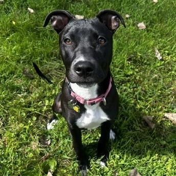 Enlarge Gloria, a Adoptable mixed breed in Albany, NY image 2/6