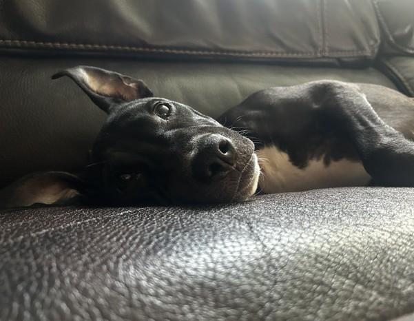 Enlarge Gloria, a Adoptable mixed breed in Albany, NY image 2/6